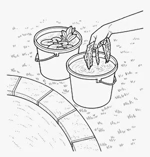 Images Dated 29th September 2009: Black and white illustration of putting aquatic pond weed and water lily in bucket at edge of pond