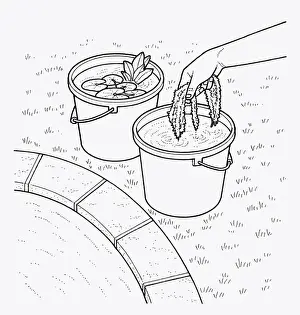 At The Edge Of Prints: Black and white illustration of putting aquatic pond weed and water lily in bucket at edge of pond