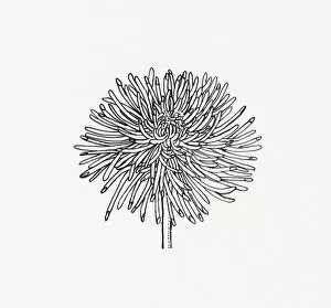 Black and white illustration of quill Chrysanthemum flower head