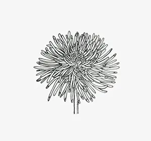Black and white illustration of quill Chrysanthemum flower head