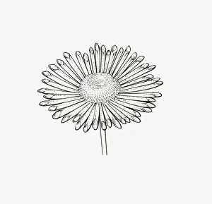 Cabbage Family Prints: Black and White Illustration quill-shaped Chrysanthemum flower head