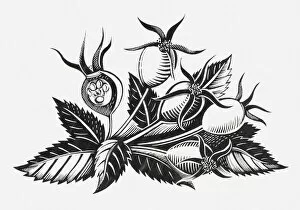Images Dated 11th June 2010: Black and white illustration of rose hips and leaves