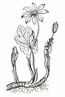 Images Dated 18th March 2008: Black and white illustration of Sanguinaria canadensis (Blood root), buds, flowers and leaves