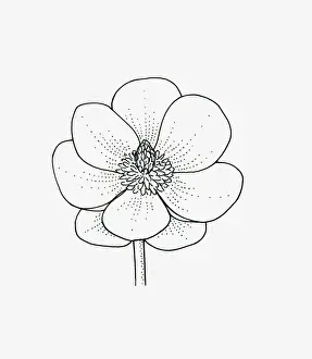 Stamen Prints: Black and white illustration of saucer-shaped Magnolia flower head