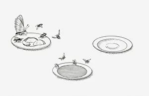 Liquid Gallery: Black and white illustration of three saucers showing how different types of food attract