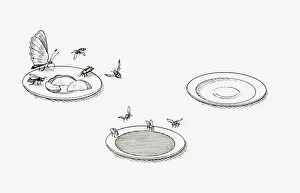 Wasp Prints: Black and white illustration of three saucers showing how different types of food attract different insects