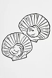 Images Dated 18th July 2007: Black and white illustration of scallops