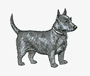 Terrier Prints: Black and white illustration of a Scottish Terrier