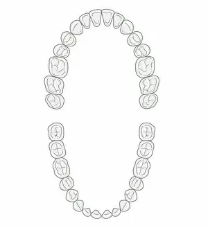 Images Dated 24th October 2011: Black and white illustration of secondary teeth