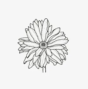 Double Prints: Black and white illustration of semi double Chrysanthemum flower head