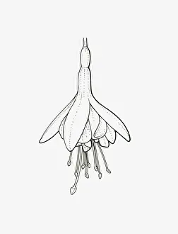 Black and White Illustration of semi-double Fuchsia flower head