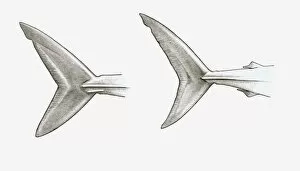 Pen And Ink Gallery: Black and white illustration of two shark tail fins, single-keeled tail of Mako shark (Isurus sp.)