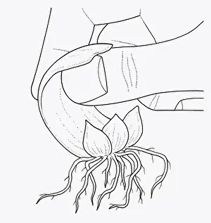 Black and white illustration showing fingers removing lily scale from bulb