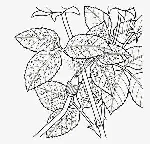Pest Control Equipment Prints: Black and white illustration showing how to spray pest control liquid from nozzle on rose rust below