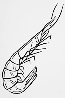 Black and white illustration of a shrimp