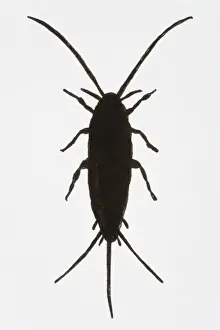 Fragility Prints: Black and white illustration of Silverfish (Lepisma saccharina)