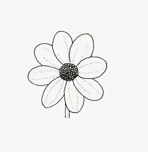 Black and white illustration of single flowerhead form Dahlia