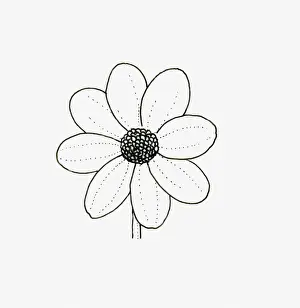 Dahlia Prints: Black and white illustration of single flowerhead form Dahlia
