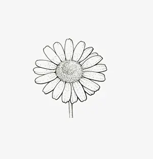 Cabbage Family Prints: Black and White Illustration of single form Chrysanthemum flower head