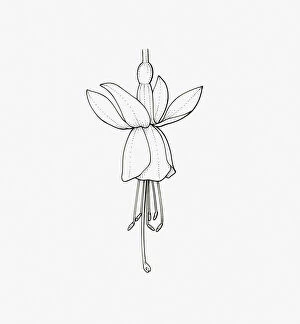 Black and White Illustration of single form Fuchsia flower head
