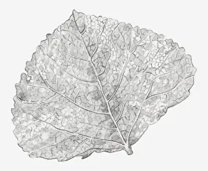 Images Dated 15th December 2011: Black and white illustration of a skeletonized leaf, exposing the leaf veins