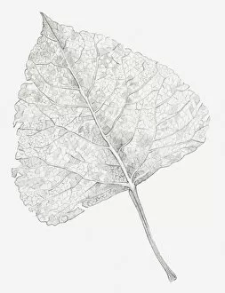 Images Dated 15th December 2011: Black and white illustration of a skeletonized leaf, exposing the leaf veins