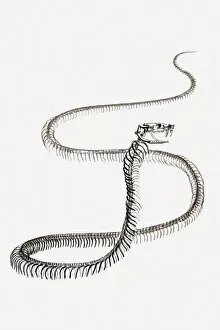 Black and white illustration of a snakes skeleton
