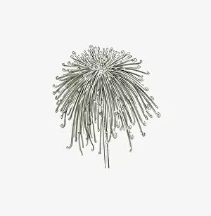 Black and White Illustration of spider-form Chrysanthemum flower head