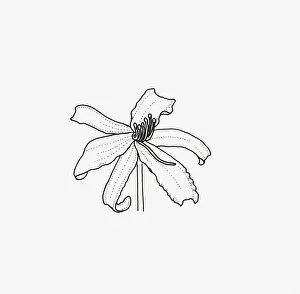 Stamen Prints: Black and White Illustration of spider-like Hemerocallis flower head
