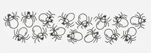 Crawling Gallery: Black and white illustration of spiders