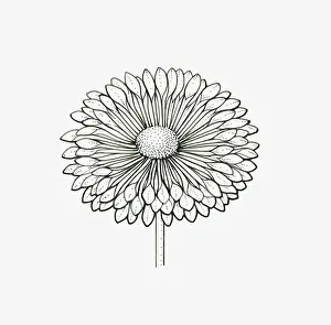 Cabbage Family Prints: Black and White Illustration of spoon-shaped Chrysanthemum flower head