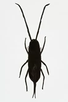 Images Dated 13th June 2008: Black and white illustration of Springtail (Collembola)