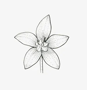 Stamen Prints: Black and white illustration of star-shaped Campanula flower head