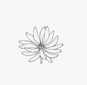 Magnolia Prints: Black and white illustration of star-shaped Magnolia flower head