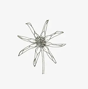 Orchid Prints: Black and White Illustration of star or single orchid Dahlia flower head