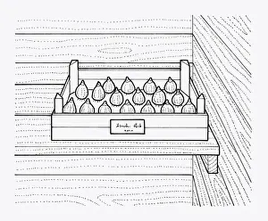 Tray Prints: Black and white illustration of storing bulbs in tray inside shed