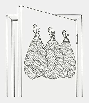 Images Dated 22nd January 2010: Black and white illustration of string bags holding fruit and vegetables hanging from hooks