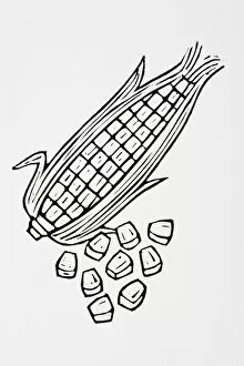 Black and white illustration of sweetcorn
