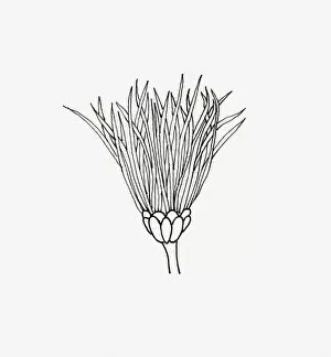 Black and white illustration of thistle Chrysanthemum flower head