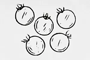 Images Dated 25th July 2007: Black and white illustration of five tomatoes