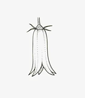 Cylinder Prints: Black and White Illustration of tubular Campanula flower head