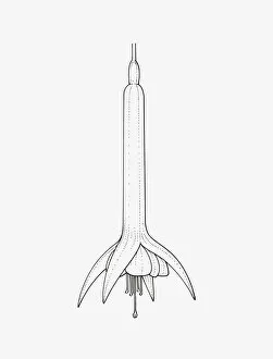 Images Dated 14th January 2009: Black and White Illustration of tubular Fuchsia Triphylla Group flower head