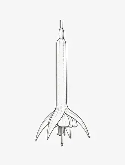 Stamen Prints: Black and White Illustration of tubular Fuchsia Triphylla Group flower head