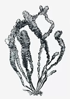 Aquatic Plant Gallery: Black and white illustration of Ulva sp. (Sea lettuce)