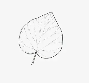 Leaf Vein Prints: Black and white illustration of unlobed Hedera (Ivy) leaf