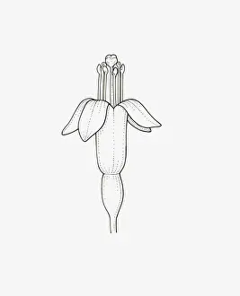 Black and White Illustration of upright form Fuchsia procumbens flower head