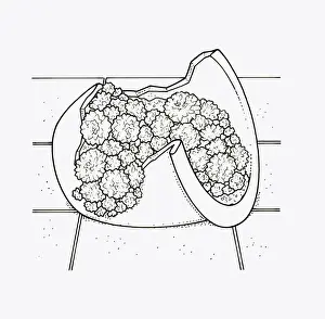 Houseleek Prints: Black and white illustration of using broken pot to plant Sempervivum (Houseleek)