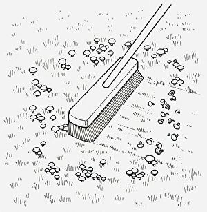 Black and white illustration of using broom to remove toadstools from lawn, close-up