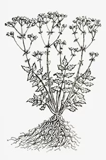 Black And White Illustration Gallery: Black and white illustration of Valeriana officinalis (Valerian)