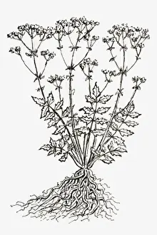 Black and white illustration of Valeriana officinalis (Valerian), plant with leaves and flower on long stems, and tangled roots
